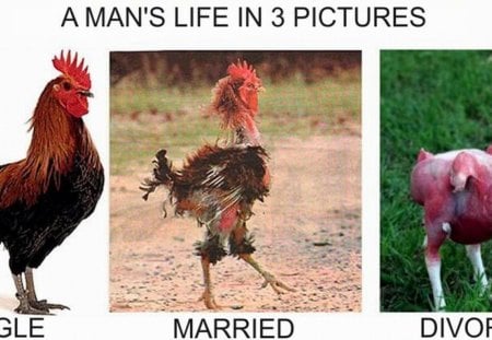 LIFE IN THREE PICTURES, #2 - married, divorced, single, funny