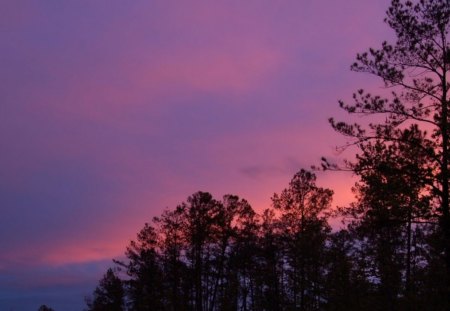 BLUEBERRY SKY - trees, scenery, pine forest, sunsets, skies, views, silouettes, landscapes, panorama