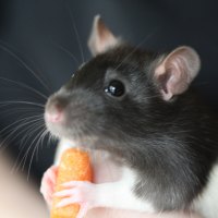 JUICY  LUNCH