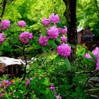 Forest mill surrounded by flowers