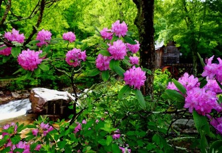 Forest mill surrounded by flowers - summer, creek, stream, grass, pink, flowers, fresh, purple, hidden, nice, greenery, trees, beautiful, mill, colors, lovely, stones, colorful, river, nature, green