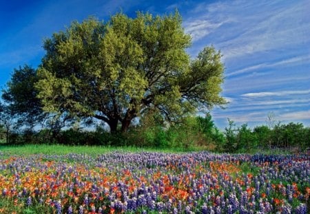 SPRING RHAPSODY - flowers, colours, trees, fields, springtime, seasons, parks, sky