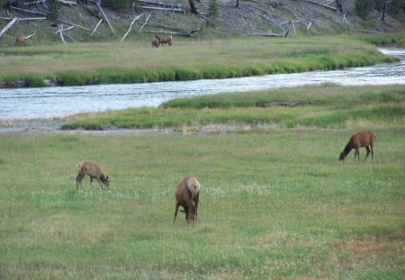 Evening Graze - evening, elk, grasslands, streams