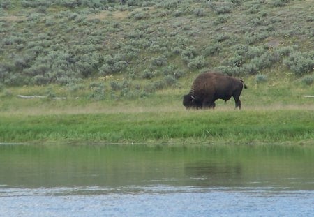 Grazing American Bison - grasslands, sagebrush, american bison, streams