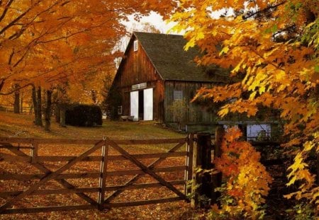 Golden Halo - yellow, forest, leaves, land, field, sky, house, trees, colors, orange, architecture, fence, daylight, white, nature, autumn, day