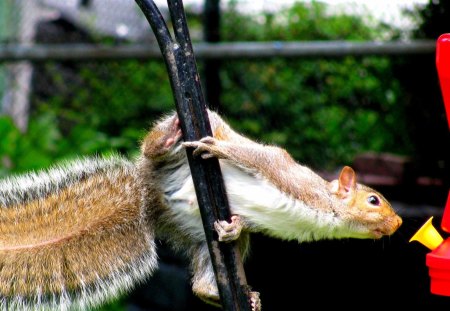 ESQUILO - roedor, fauna, animal, natureza