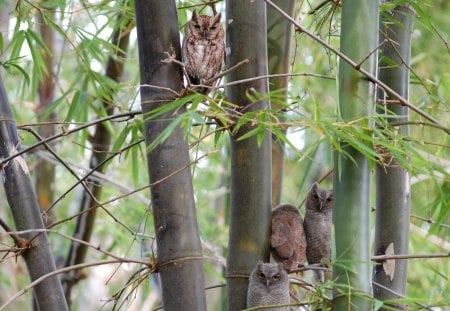 CORUJAS - ave, animal, corujas, natureza, passaro