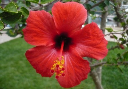 hibiscus - close-up, nature, summer, red, green, a nice, hibiscus, flower