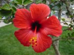 hibiscus