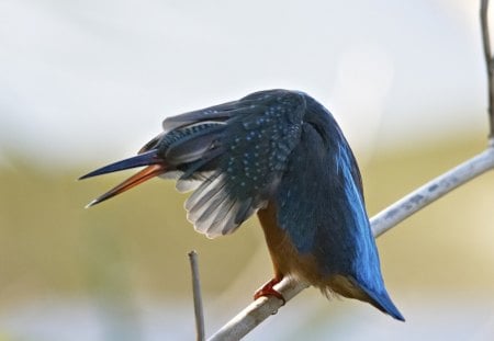 PASSARO - ave, animal, natureza, azul, passaro