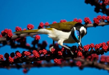 PASSARO - ave, animal, lindo, natureza, passaro