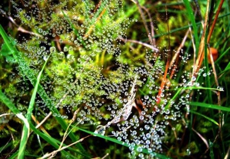 WEB OF WATER - silk, spiderwebs, spiders, gardens, grass, droplets, webs, arachnids