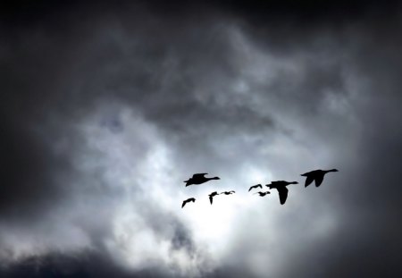 THE HOMECOMING - geese, clouds, birds, sunsets, skies, silouettes, silver, gray, flight, ducks, animals