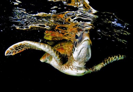 TARTARUGA - marinho, animal, natureza, mar