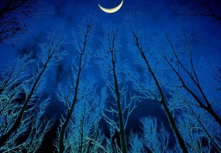 CONVERSATIONS WITH THE MOON - night time, moons, trees, silouettes, evening, moonlight, new moon