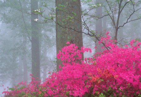 NATURE'S PALETTE - flowers, trees, magenta, fog, cerise, mist, shrubs, colourful