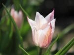 Blooming Tulip