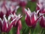 Tulip Gathering