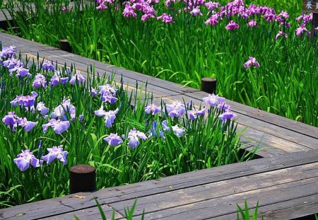 The Isle of Irises - flowers, irises, nature, bridge