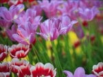 The Parade of Colorful Tulips