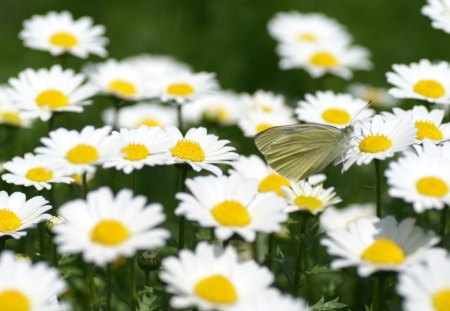 Collecting Pollen - insect, nature, chrysanthemums, spring