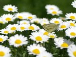 Collecting Pollen