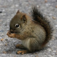 Adorable Little Squirrel