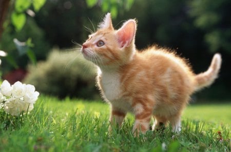 Beautiful Orange Kitten - tail, flower, forest, animal, cat, eyes, grass, nose, white, legs, kitten, orange, fur, trees, nature, green