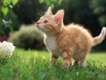 Beautiful Orange Kitten