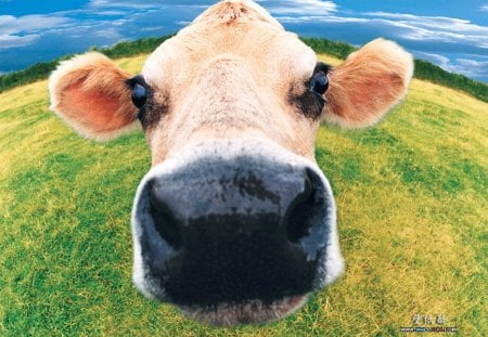 Cow closeup - face, animal, grass, outdoors, farm, sky, photography, cow, closeup