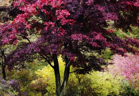 vibrant colors of autumn in new england - bushes, trees, colors, autumn