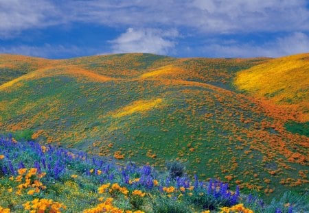 carpeted hills - carpet, wallpaper, popular, flowers, sky, hill, poppies, fields, nature