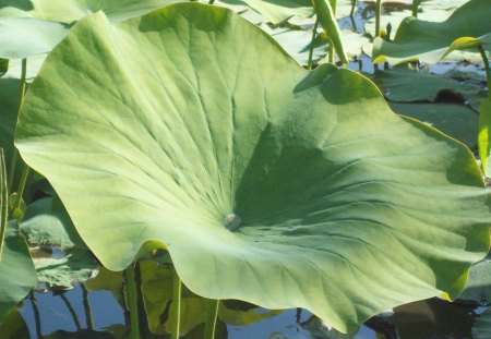 Lily Pad Leaf - giant, lily, green, pad