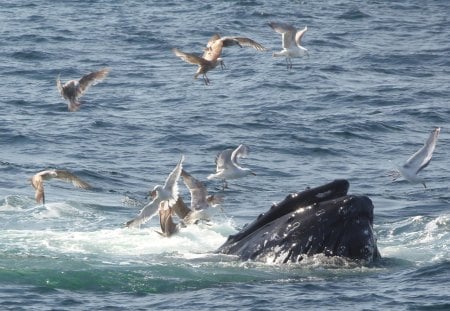 Whalewatch 1 - seagal, ocean boat, whale, blue, water, fish, bird