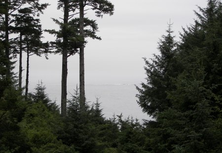 Oregon Pines - oregon, pacific ocean, trees, pine