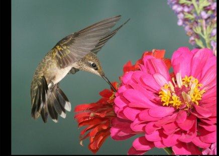 Busy Sipping Nectar - nice, sweet, cute, bird