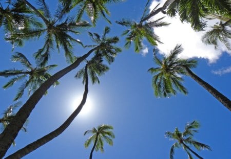 CoCo Trees - sky, coco, cool, blue