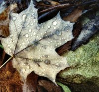 Grey Autumn Leaf 1