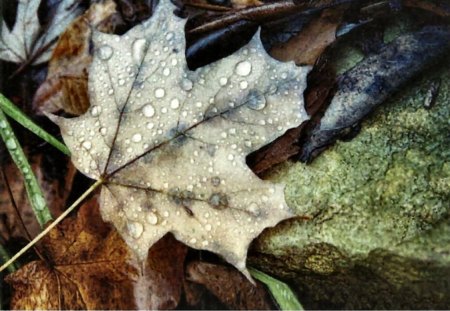 Grey Autumn Leaf 1 - nature, autumn, abstract, photography, rain drops, leaf, photo