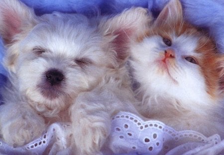 dog n cat sleeping - pets, cute, cat, dog