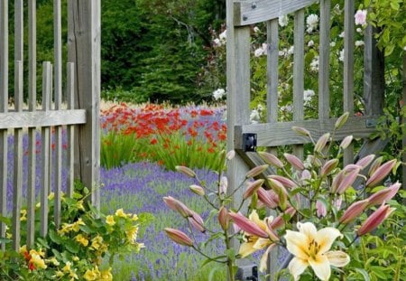 beautiful garden - leaves, flowers, gate, petals