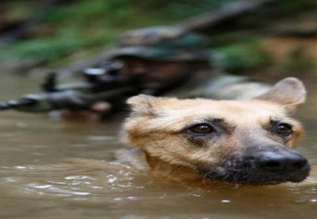 Swim - usmc, marine corps, marines, recon