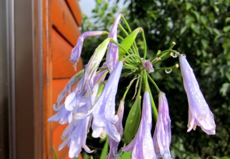 After the rain - after rain, flowers, pretty, mountain