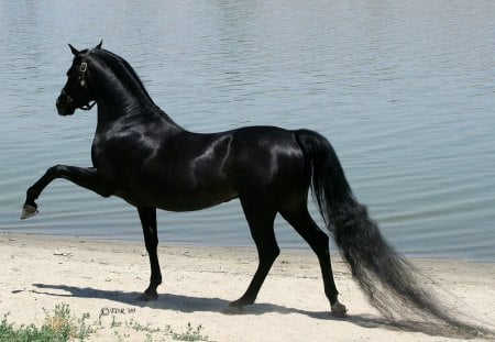 Elegant blac horse - beauty, elegance, ocean, beach, tale, water, summer, elegant, black, horse, animal, ebony, proud, grass, sea, sand