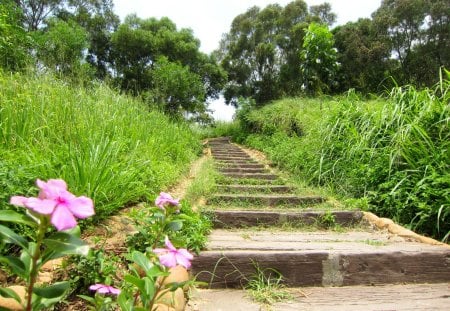 Mountain Trail - trail, grass, flower, mountain, tree