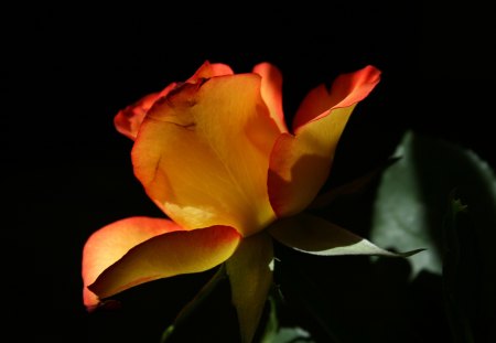 Glowing Rose - wonderful, nature, beautiful, rose, flower