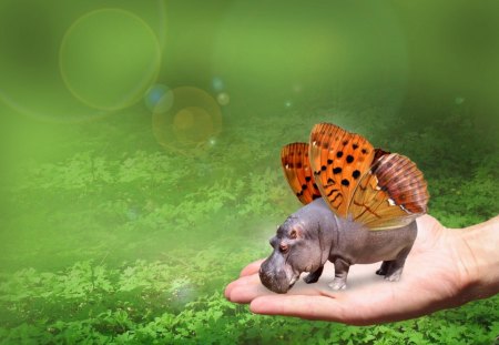 Fly away, little Hippo ! :) - hippo, butterfly, hand, curious