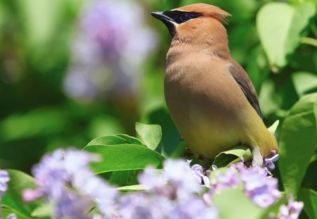 Bird - flower, animal, nature, bird