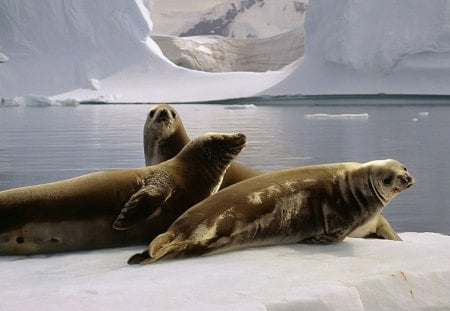 Seals - seal, animal, ice, sea