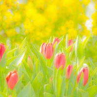 Bright gardenâ™¥